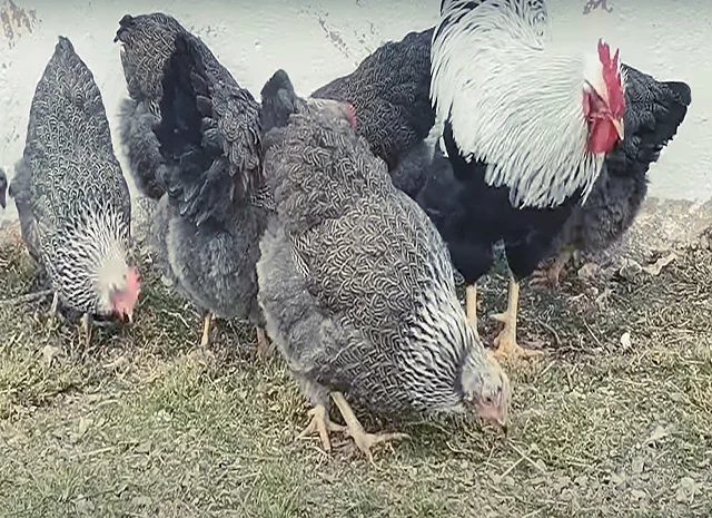 Яйце на інкубацію від породистих курей. Плімутрок білий, золото, срібло- фото № 1