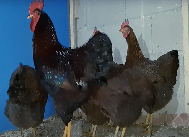 Яйце на інкубацію від породистих курей. Плімутрок білий, золото, срібло- фото № 2