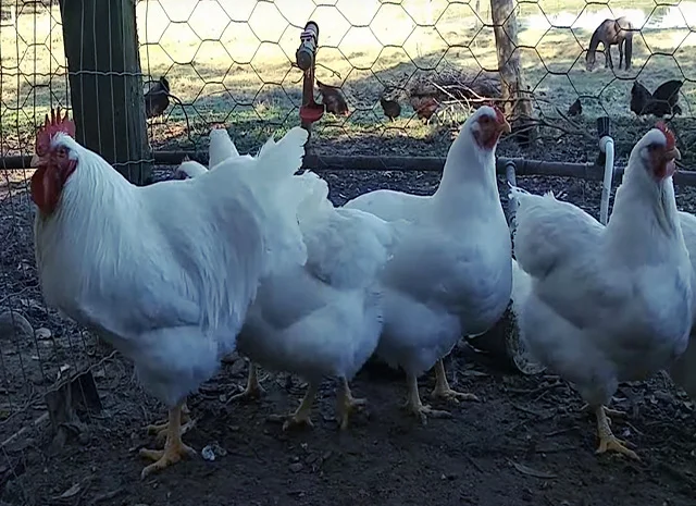 Яйце на інкубацію від породистих курей. Плімутрок білий, золото, срібло- фото № 3