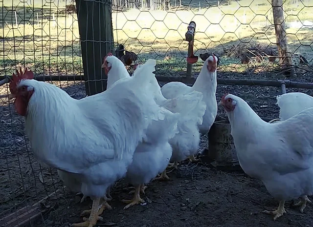 Яйце на інкубацію від породистих курей. Плімутрок білий, золото, срібло- фото № 7