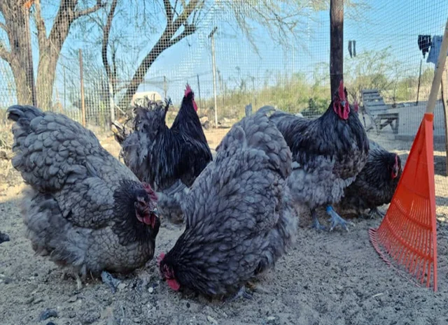 Яйце на інкубацію від породистих курей. Орпінгтон блакитний, лавандовий, шоколадний- фото № 1