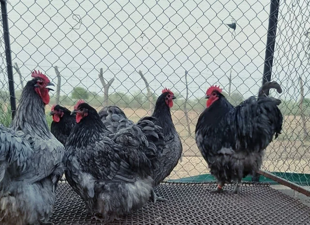 Яйце на інкубацію від породистих курей. Орпінгтон блакитний, лавандовий, шоколадний- фото № 2