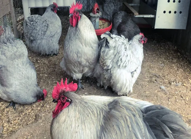 Яйце на інкубацію від породистих курей. Орпінгтон блакитний, лавандовий, шоколадний- фото № 3