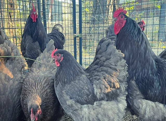 Яйце на інкубацію від породистих курей. Орпінгтон блакитний, лавандовий, шоколадний- фото № 5