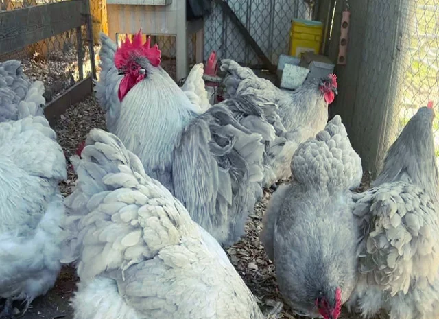 Яйце на інкубацію від породистих курей. Орпінгтон блакитний, лавандовий, шоколадний- фото № 6