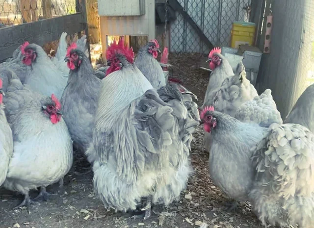 Яйце на інкубацію від породистих курей. Орпінгтон блакитний, лавандовий, шоколадний- фото № 7