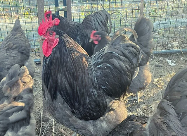 Яйце на інкубацію від породистих курей. Орпінгтон блакитний, лавандовий, шоколадний- фото № 8