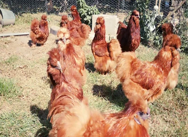 Яйце на інкубацію від породистих курей. Китайські шовкові палева, спліш, чорна- фото № 5