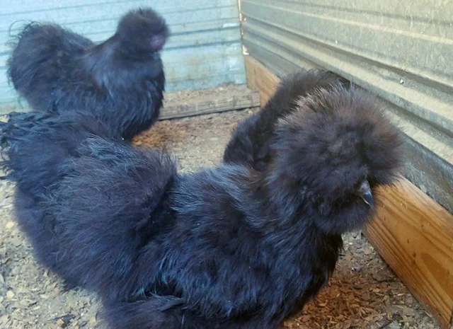 Яйце на інкубацію від породистих курей. Китайські шовкові палева, спліш, чорна- фото № 6