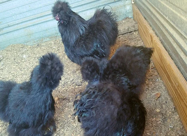 Яйце на інкубацію від породистих курей. Китайські шовкові палева, спліш, чорна- фото № 7