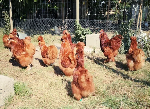 Яйце на інкубацію від породистих курей. Китайські шовкові палева, спліш, чорна- фото № 8