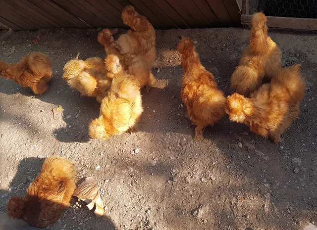 Інкубаційне яйце (курчата). Китайська шовкова: шоколад, палева, спліш- фото № 1