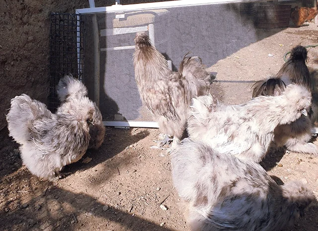 Інкубаційне яйце (курчата). Китайська шовкова: шоколад, палева, спліш- фото № 2