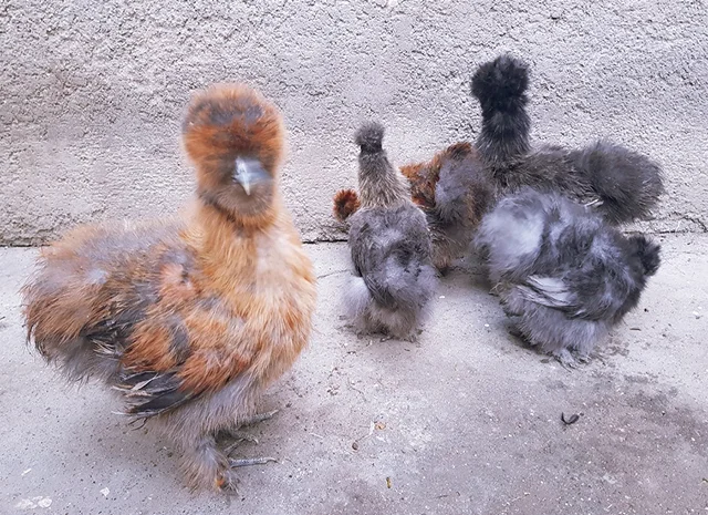 Інкубаційне яйце (курчата). Китайська шовкова: шоколад, палева, спліш- фото № 3