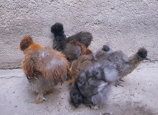 Інкубаційне яйце (курчата). Китайська шовкова: шоколад, палева, спліш- фото № 5