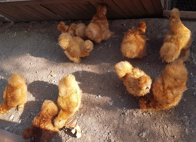 Інкубаційне яйце (курчата). Китайська шовкова: шоколад, палева, спліш- фото № 6