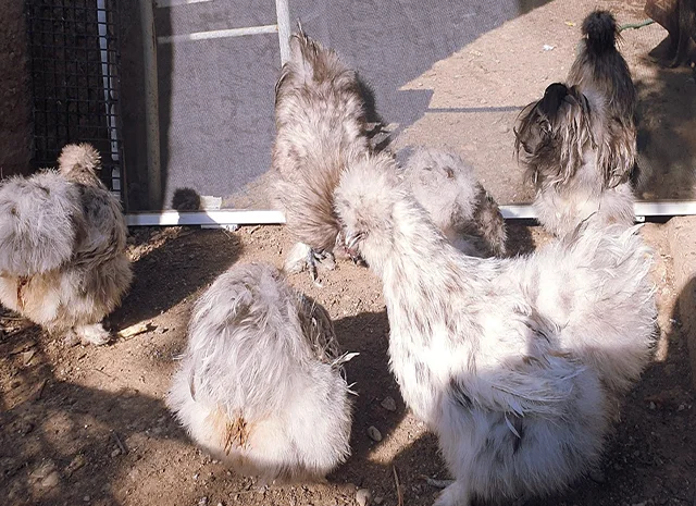 Інкубаційне яйце (курчата). Китайська шовкова: шоколад, палева, спліш- фото № 7