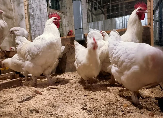 Інкубаційне яйце (курчата). Мехеленська зозуля (малин): смугаста, біла- фото № 2