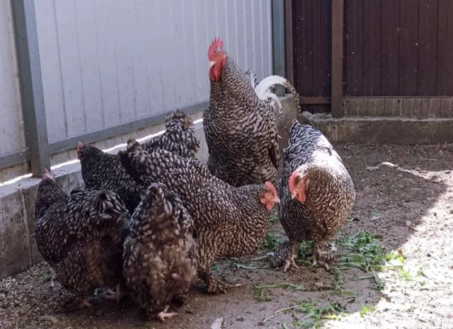 Інкубаційне яйце (курчата). Мехеленська зозуля (малин): смугаста, біла- фото № 3