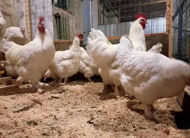 Інкубаційне яйце (курчата). Мехеленська зозуля (малин): смугаста, біла- фото № 4