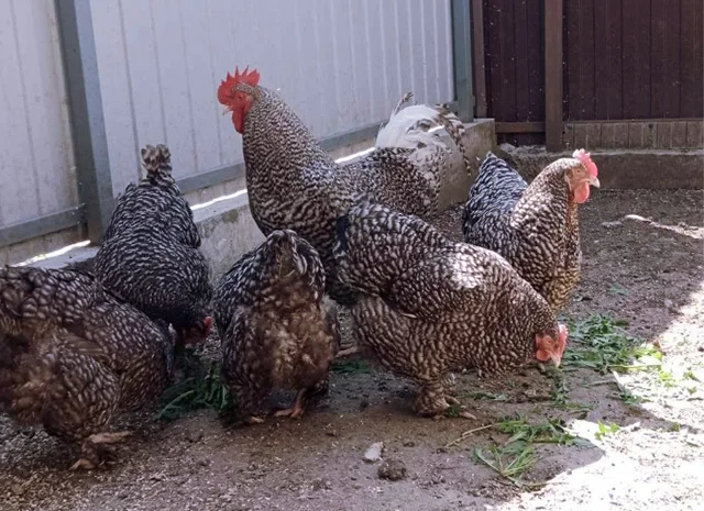 Інкубаційне яйце (курчата). Мехеленська зозуля (малин): смугаста, біла- фото № 5