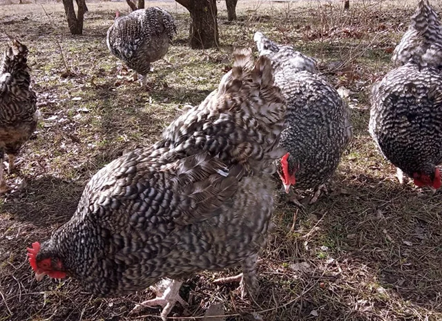 Інкубаційне яйце (курчата). Мехеленська зозуля (малин): смугаста, біла- фото № 7