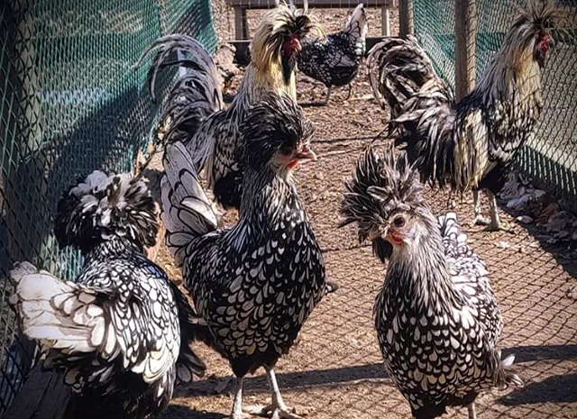 Інкубаційне яйце (курчата). Падуан: срібло, товбут, біле золото- фото № 1