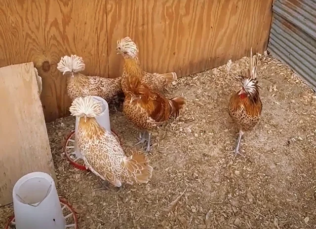 Інкубаційне яйце (курчата). Падуан: срібло, товбут, біле золото- фото № 2