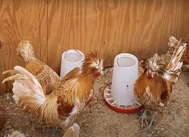 Інкубаційне яйце (курчата). Падуан: срібло, товбут, біле золото- фото № 3