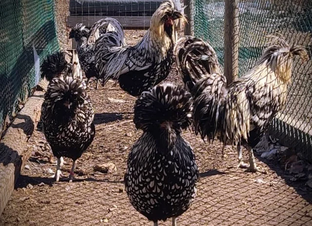 Інкубаційне яйце (курчата). Падуан: срібло, товбут, біле золото- фото № 4