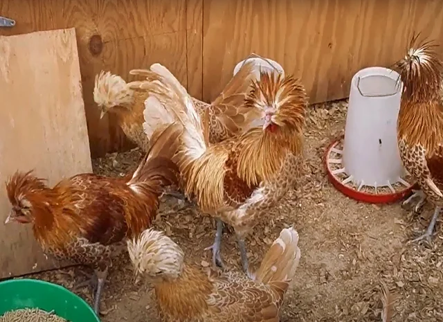 Інкубаційне яйце (курчата). Падуан: срібло, товбут, біле золото- фото № 5