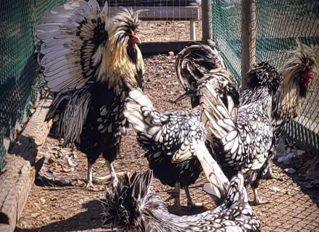 Інкубаційне яйце (курчата). Падуан: срібло, товбут, біле золото- фото № 6