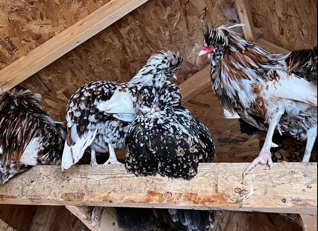 Інкубаційне яйце (курчата). Падуан: срібло, товбут, біле золото- фото № 7