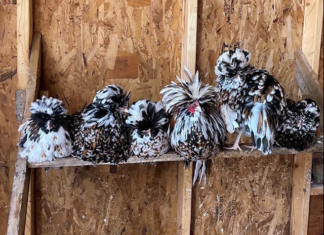 Інкубаційне яйце (курчата). Падуан: срібло, товбут, біле золото- фото № 8