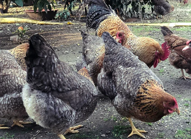 Інкубаційне яйце. Курчата. Білефельдер- фото № 1