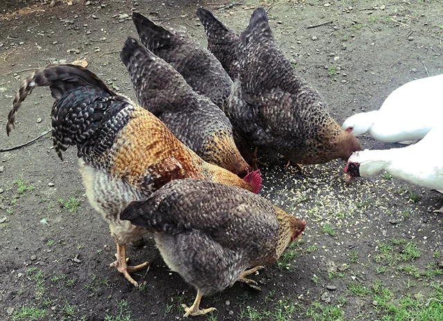 Інкубаційне яйце. Курчата. Білефельдер- фото № 2