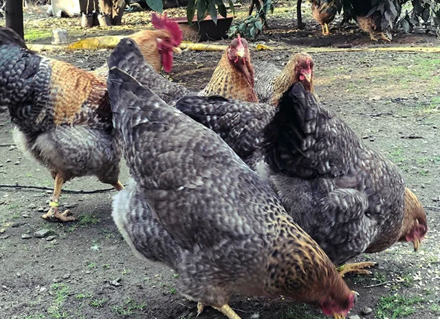 Інкубаційне яйце. Курчата. Білефельдер- фото № 3