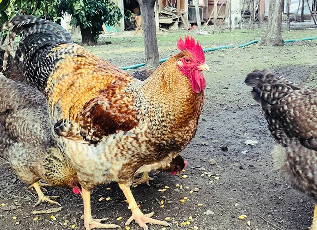 Інкубаційне яйце. Курчата. Білефельдер- фото № 4