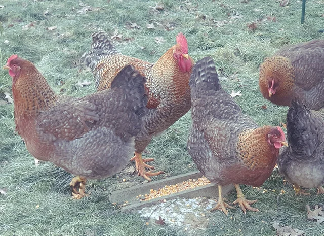 Інкубаційне яйце. Курчата. Білефельдер- фото № 5