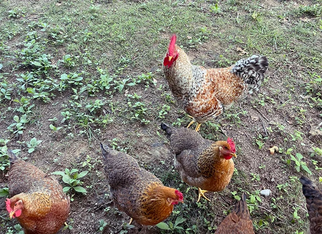 Інкубаційне яйце. Курчата. Білефельдер- фото № 6