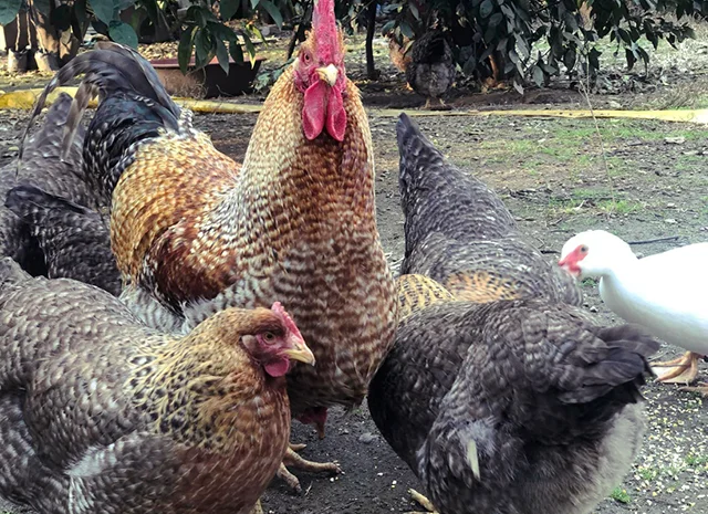 Інкубаційне яйце. Курчата. Білефельдер- фото № 7