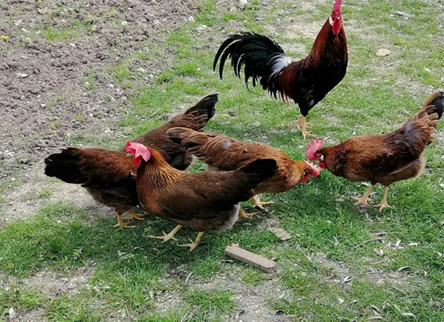 Яйцо инкубационное, цыплята, Леггорн лавандовый, куропатчатый, сплеш- фото № 8
