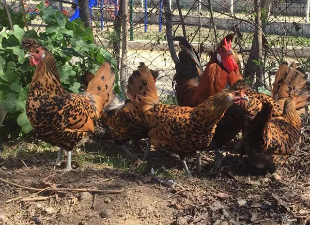 Яйцо инкубационное, цыплята, Аппенцеллер серебро, золото, белое золото- фото № 7