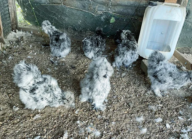 Інкубаційне яйце, курчата, Китайська шовкова чорна, синя, палева, спліш. Оплід хороший- фото № 2