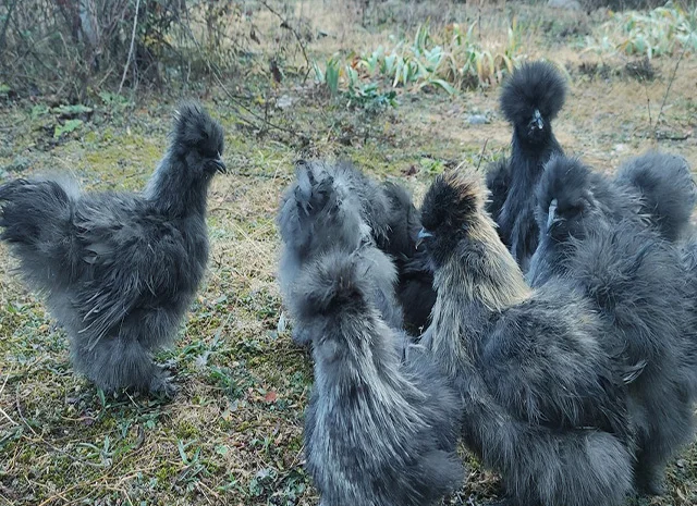 Інкубаційне яйце, курчата, Китайська шовкова чорна, синя, палева, спліш. Оплід хороший- фото № 3