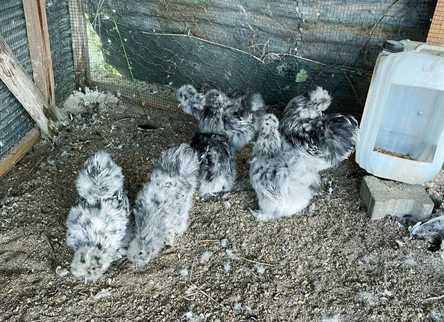 Інкубаційне яйце, курчата, Китайська шовкова чорна, синя, палева, спліш. Оплід хороший- фото № 4