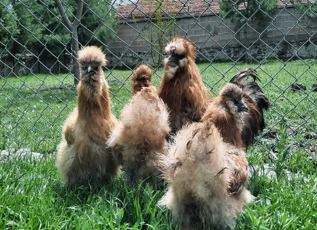 Інкубаційне яйце, курчата, Китайська шовкова чорна, синя, палева, спліш. Оплід хороший- фото № 5