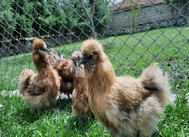 Інкубаційне яйце, курчата, Китайська шовкова чорна, синя, палева, спліш. Оплід хороший- фото № 6