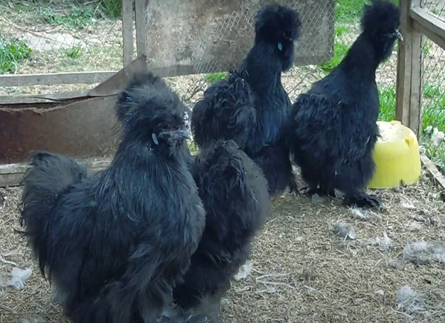 Інкубаційне яйце, курчата, Китайська шовкова чорна, синя, палева, спліш. Оплід хороший- фото № 7