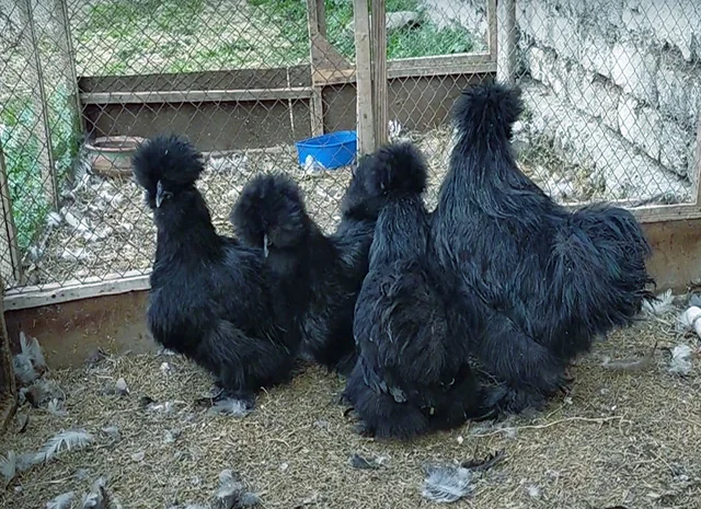 Інкубаційне яйце, курчата, Китайська шовкова чорна, синя, палева, спліш. Оплід хороший- фото № 8